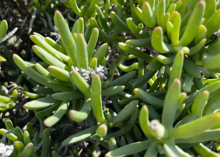 Bed & Breakfast No 7 Casa Nannakola